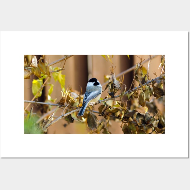 Black-capped Chickadee Perched On A Branch Wall Art by BackyardBirder